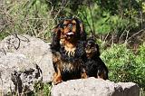 KING CHARLES SPANIEL 170